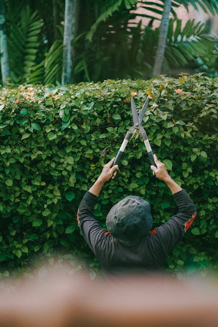 A gardener from gardeningserviceshampstead.co.uk is trimming a dense, neatly shaped hedge in a lush garden. The hedge has small, green leaves and runs along a garden bed with rich, dark soil. The gard